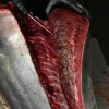 tonno rosso del mediterraneo